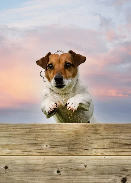 Képzés Jack Russell Terrier Kerítés Engedelmesség Fegyelem — Stock Fotó