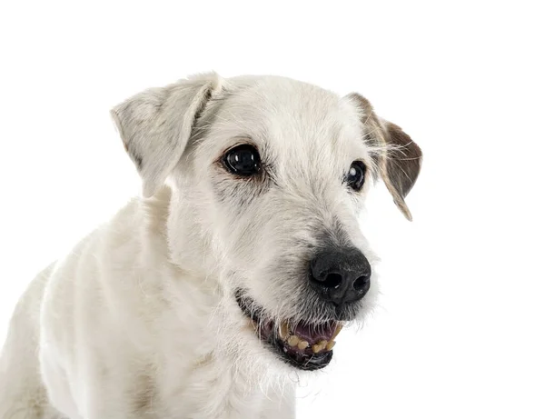 Parson Russell Terrier Devant Fond Blanc — Photo
