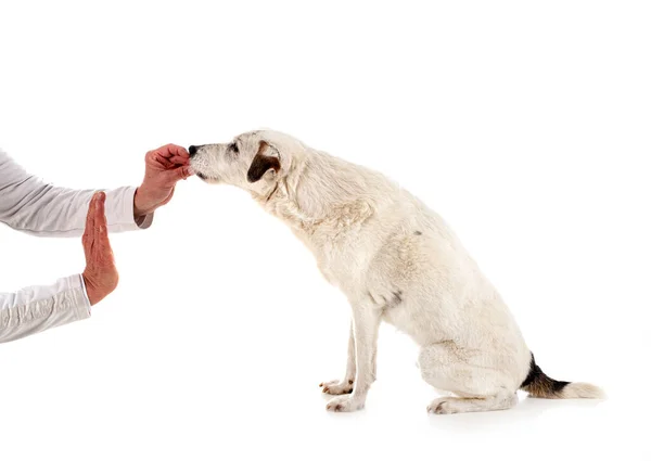 Párroco Russell Terrier Frente Fondo Blanco — Foto de Stock