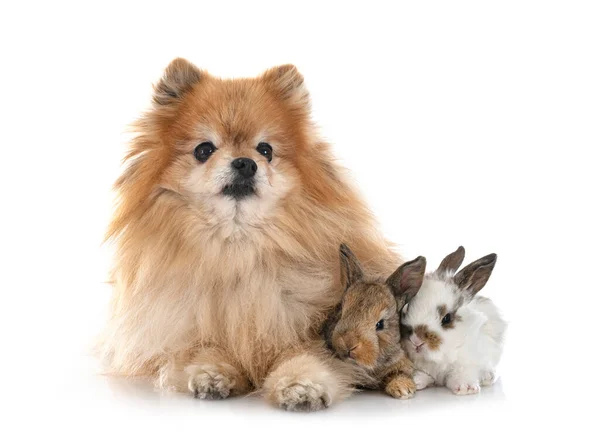 Молоді Мініатюрні Кролики Шпіц Перед Білим Тлом — стокове фото