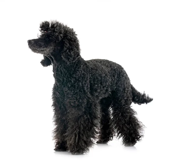 Black Poodle Front White Background — Stock Photo, Image