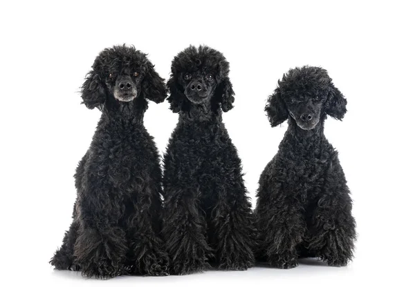 Black Poodles Front White Background — Fotografia de Stock