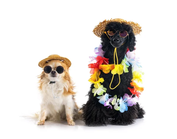 Black Poodle Chihuahua Front White Background — Foto Stock