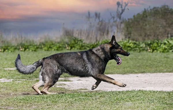 Gray German Shepherd Training Security Guard Stock Image
