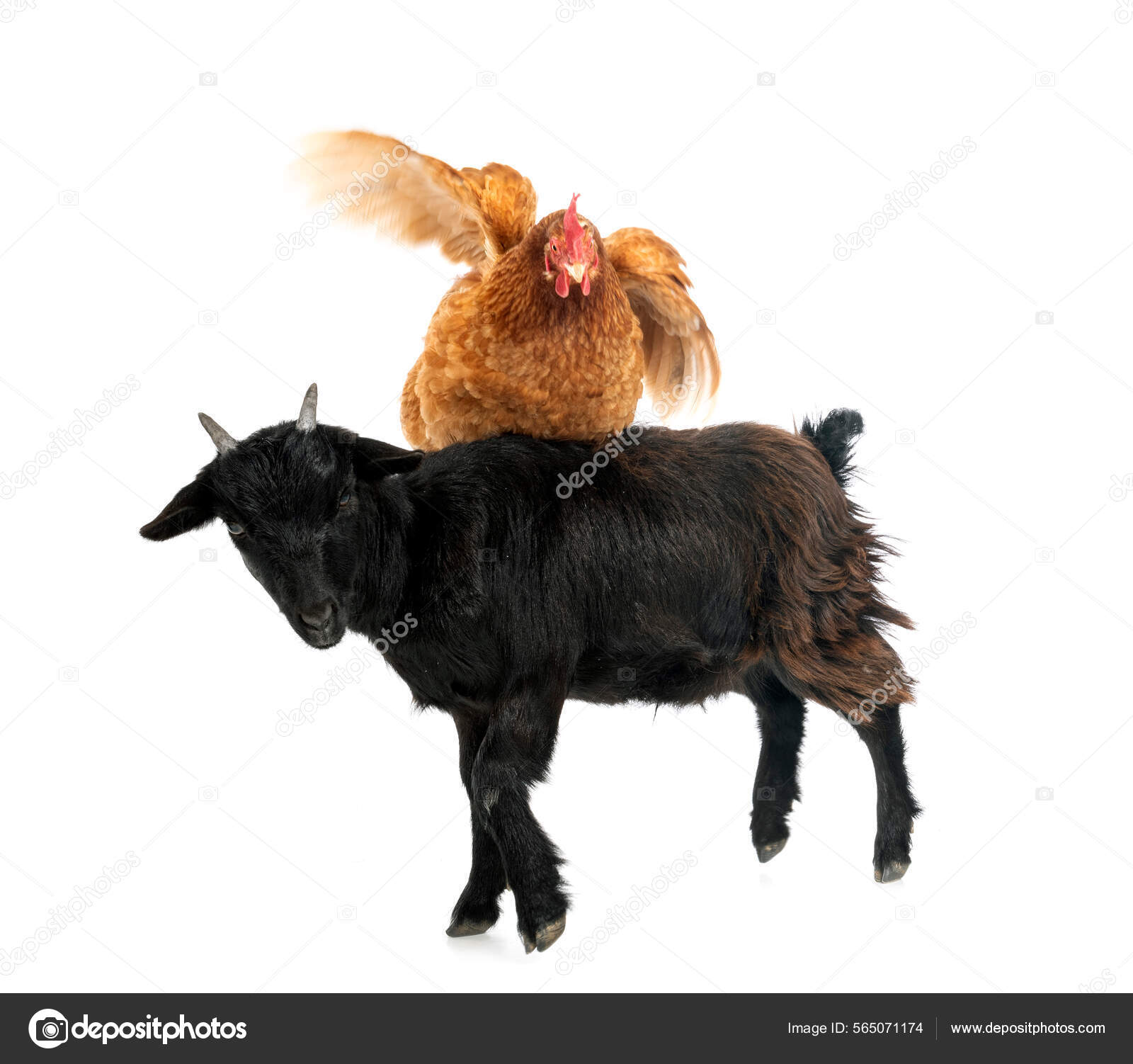 무료 이미지 : 자연, 잔디, 화이트, 농장, 목초지, 착한 애, 봄, 녹색, 목장, 방목, 가축, 갈색, 척골가 있는, 어느 한 쪽,  가라 앉히다, 수염, 여름 초원, 뿔이있는, 4 배의, 국내 염소, 빌리, image size:1600x1502