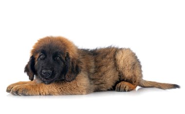 Genç Leonberger beyaz arkaplanın önünde