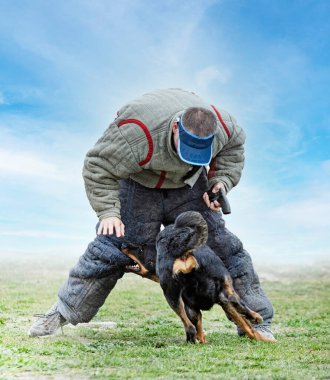 Beauce 'den gelen çoban köpeği güvenlik eğitimi alıyor.