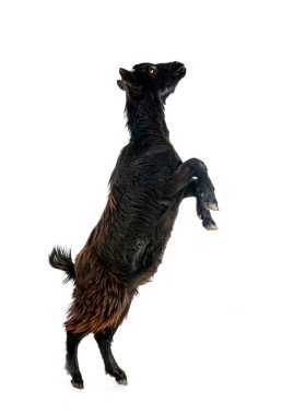 Beyaz arka planda Billy Keçi