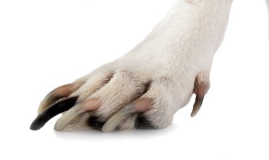 Beyaz arka planda köpek pençesi ve tırnakları