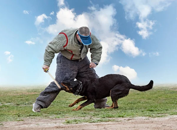 Sheepdog Beauce Training Nature Security — Stock Photo, Image