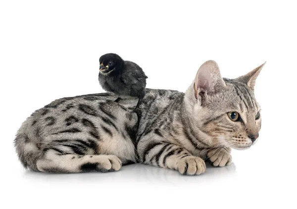 Bengal Cat Chick Front White Background — Stock Photo, Image