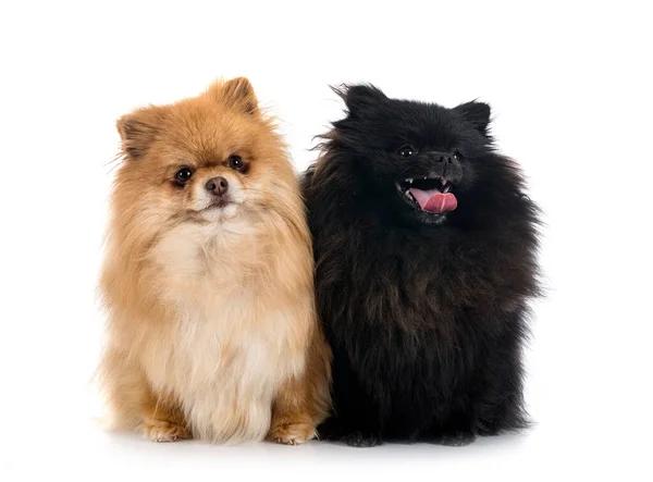 Jóvenes Pomeranianos Frente Fondo Blanco — Foto de Stock