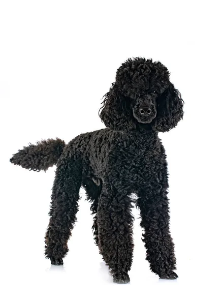 Poodle Preto Frente Fundo Branco — Fotografia de Stock