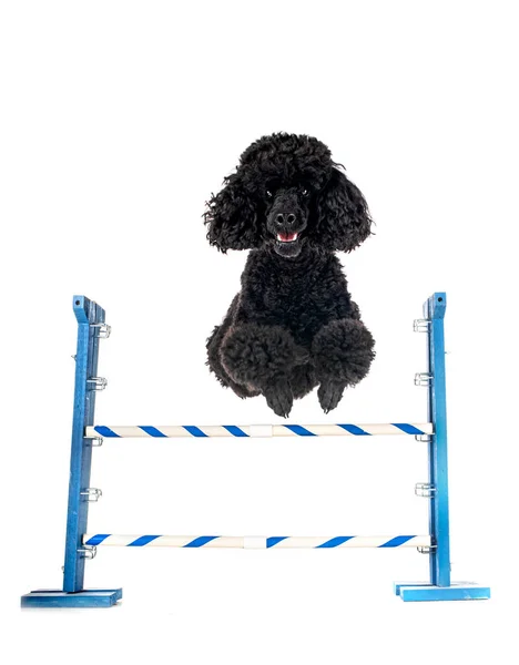 Poodle Preto Frente Fundo Branco — Fotografia de Stock