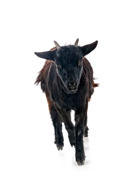 Billy Goat Front White Background — Fotografia de Stock