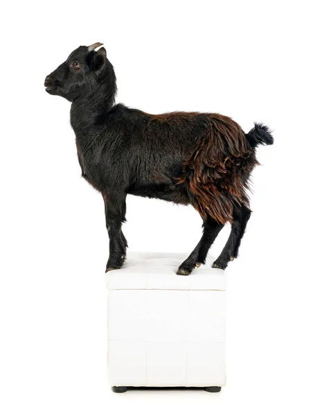 Billy Goat Front White Background — Fotografia de Stock