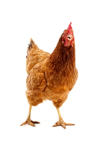 Brown Chicken Front White Background — Fotografia de Stock