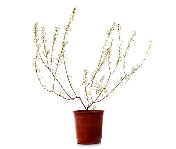 Spiraea Prunifolia Front White Background — Stock Photo, Image