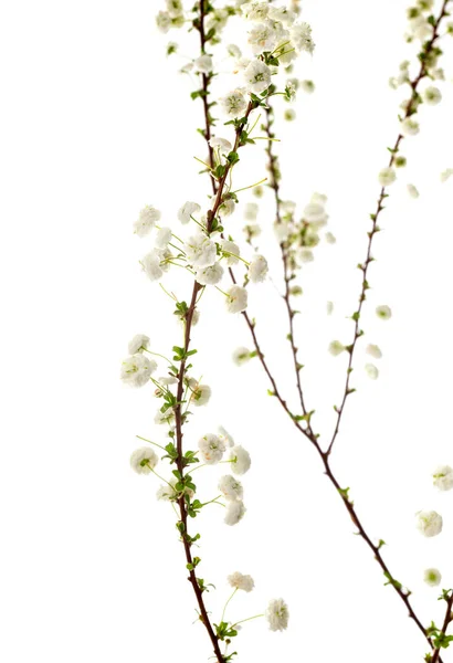 Spiraea Prunifolia Front White Background — Stock Photo, Image