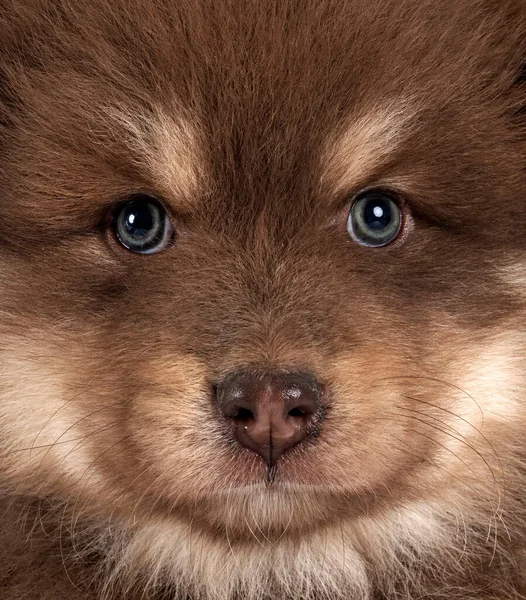 Puppy Finnish Lapphund Front White Background — Stock Photo, Image