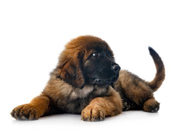 Genç Leonberger beyaz arkaplanın önünde