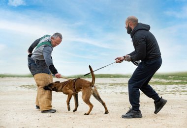 Genç Belçikalı çoban köpeği doğada güvenlik eğitimi alıyor.