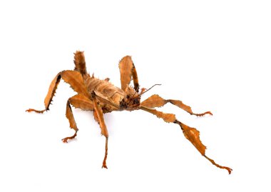 Beyaz arka plan önünde böcek sopa