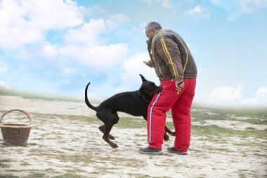 Genç Dobermann doğada korunma eğitimi alıyor. 