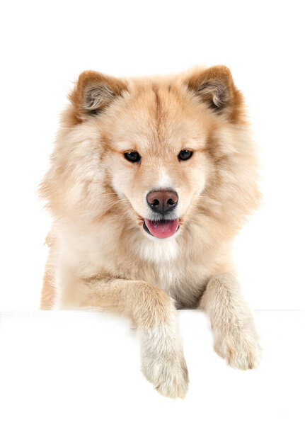 Finnish Lapphund in front of white background