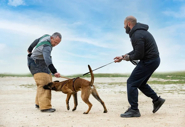 Genç Belçikalı çoban köpeği doğada güvenlik eğitimi alıyor.