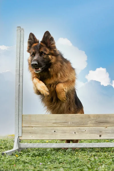 Taat Disiplini Için Çitin Üzerinde Bir Alman Çoban Köpeği Eğitiyorum — Stok fotoğraf