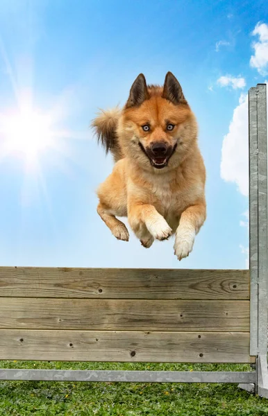 Entraînement Pour Pomsky Sur Une Clôture Pour Discipline Obéissance — Photo