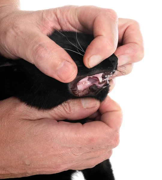 Stray Cat Front White Background — Stock Photo, Image