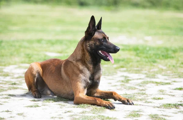 Young Belgian Shepherd Training Nature Security — Stock Photo, Image