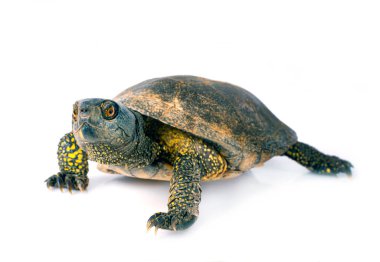 Beyaz arka plan önünde Avrupa gölet kaplumbağa