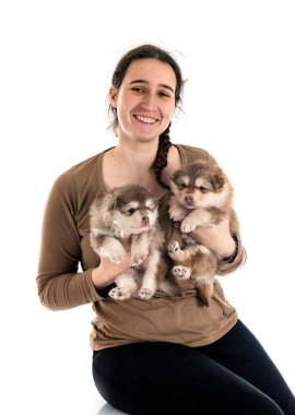 Fince köpek yavrusu Lapphund ve beyaz arkaplan sahibi