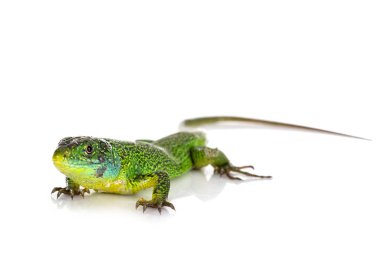 Beyaz arkaplan önünde Batı yeşil kertenkele