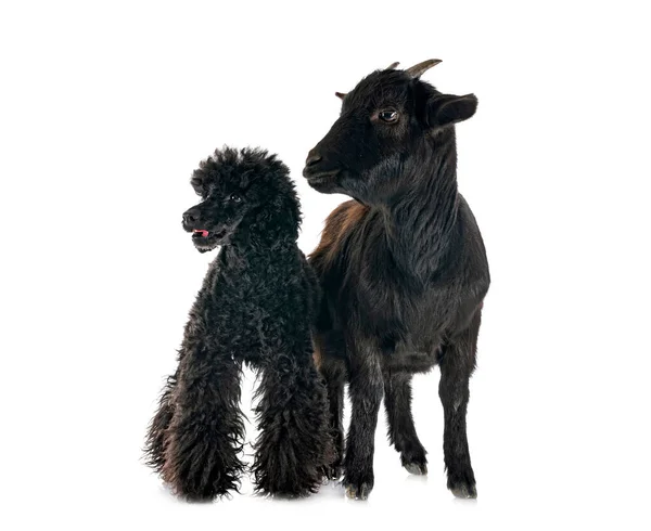 Billy Goat Poodle Front White Background — стоковое фото