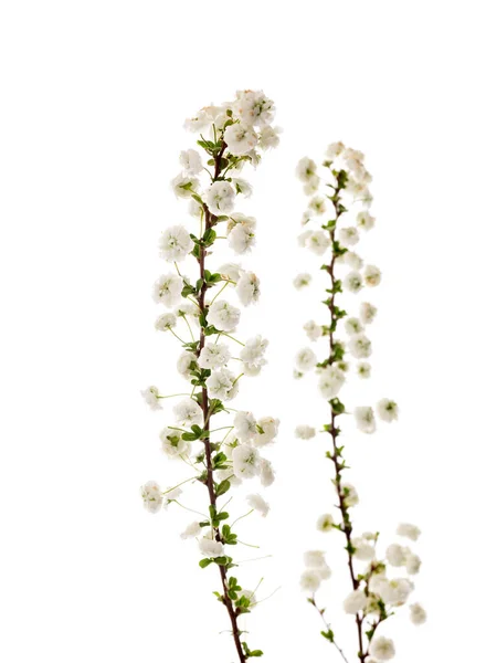 Beyaz Arkaplan Önünde Spiraea Prunifolia — Stok fotoğraf