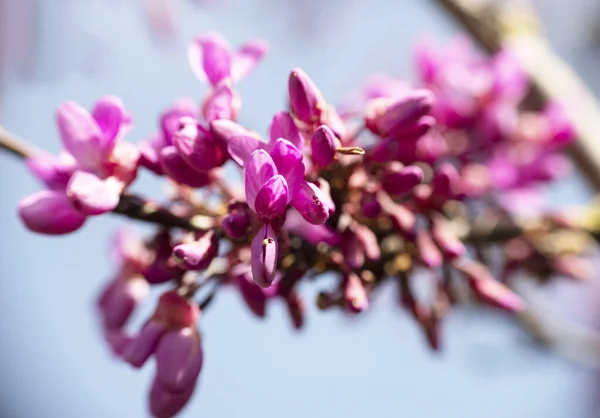 Perto Flor Cercis Siliquastrum — Fotografia de Stock