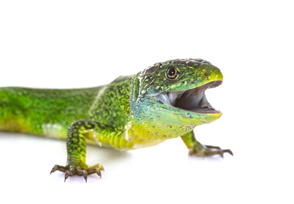 Western Green Lizard Front White Background — Stock Photo, Image