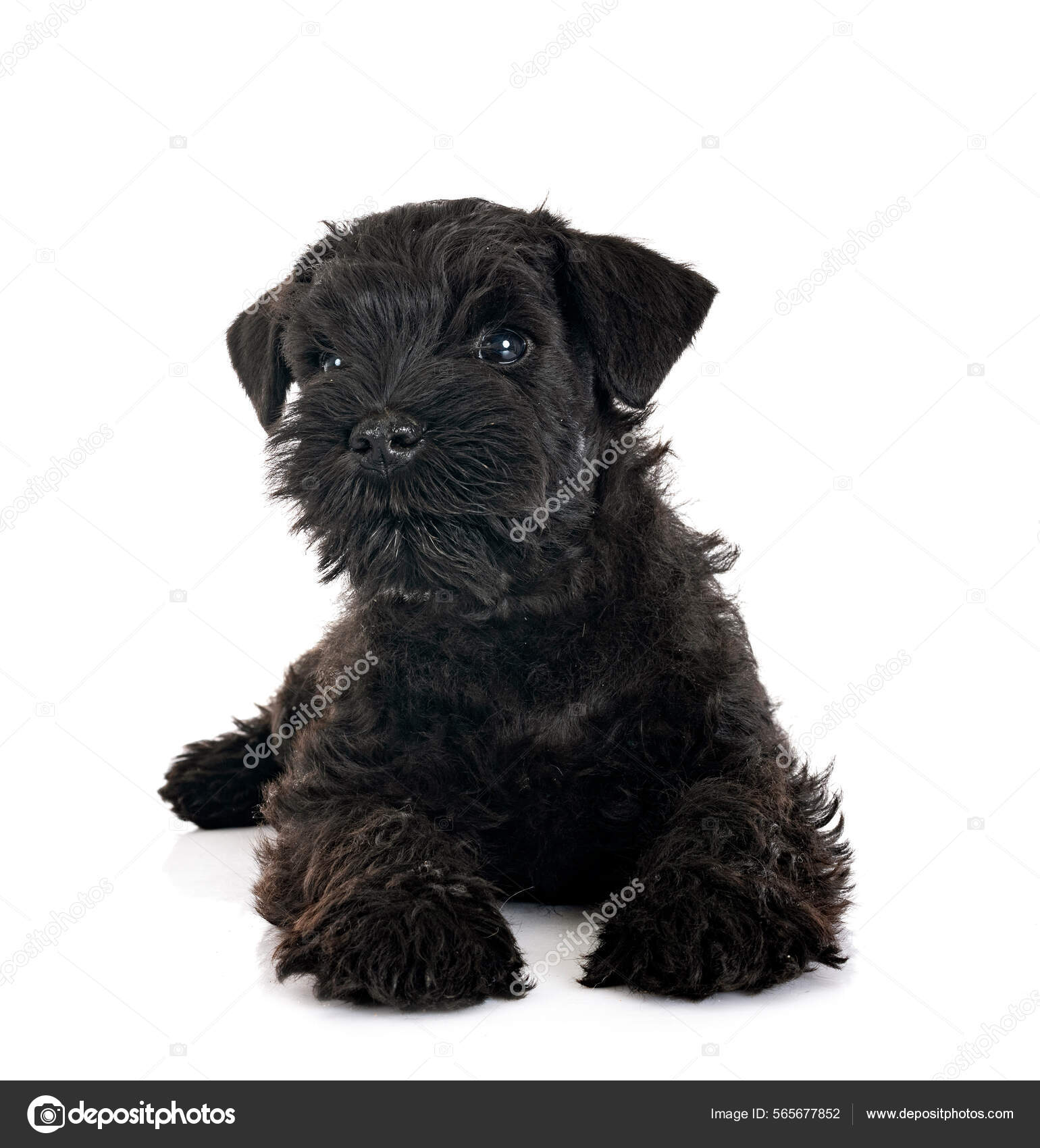 Schnauzer Miniatura Negro Delante Fondo Blanco — Foto de stock #565677852 ©  cynoclub, image size:1540x1700