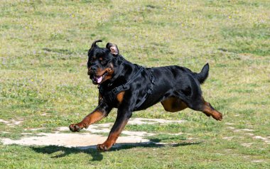 Genç Rottweiler koruma sporu ve polis eğitimi alıyor.