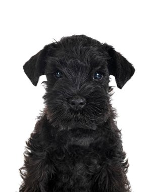 Beyaz arkaplan önünde siyah minyatür schnauzer