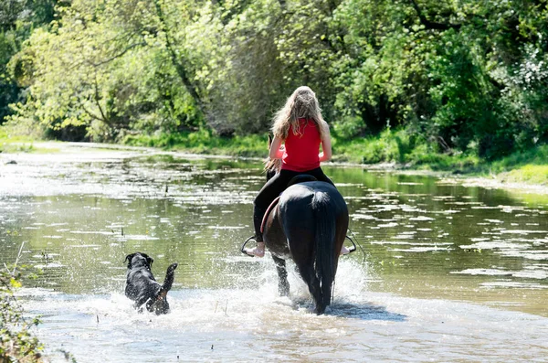 Riding Girl Training Her Black Horse River Her Dog — стоковое фото