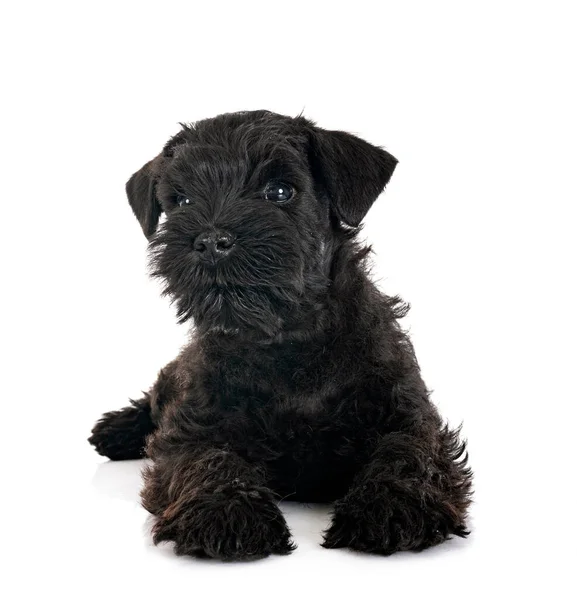 Preto Miniatura Schnauzer Frente Fundo Branco — Fotografia de Stock