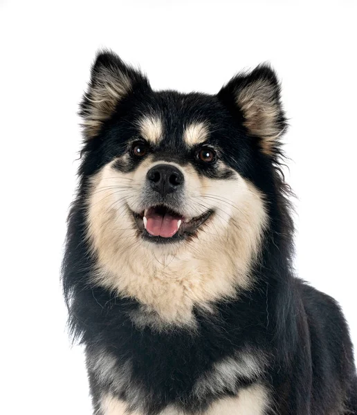 Finn Lapphund Előtt Fehér Háttér — Stock Fotó