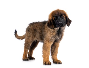 Genç Leonberger beyaz arkaplanın önünde