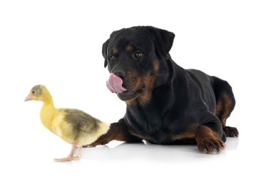 safkan Rottweiler ve beyaz arkaplanın önünde homurdanmak