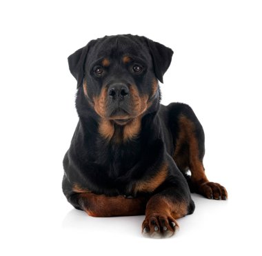 Beyaz arkaplan önünde safkan rottweiler